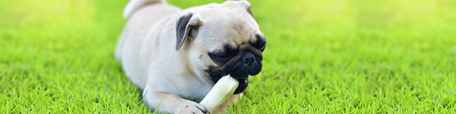dog chewing on bone