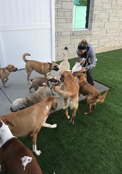 daycare staff playing with dogs