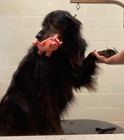 dog with a toy getting nails trimmed