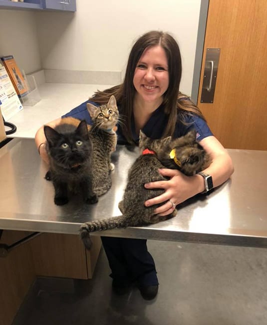 vet with cats