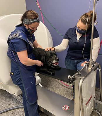 two-vets-ct-scan-dog