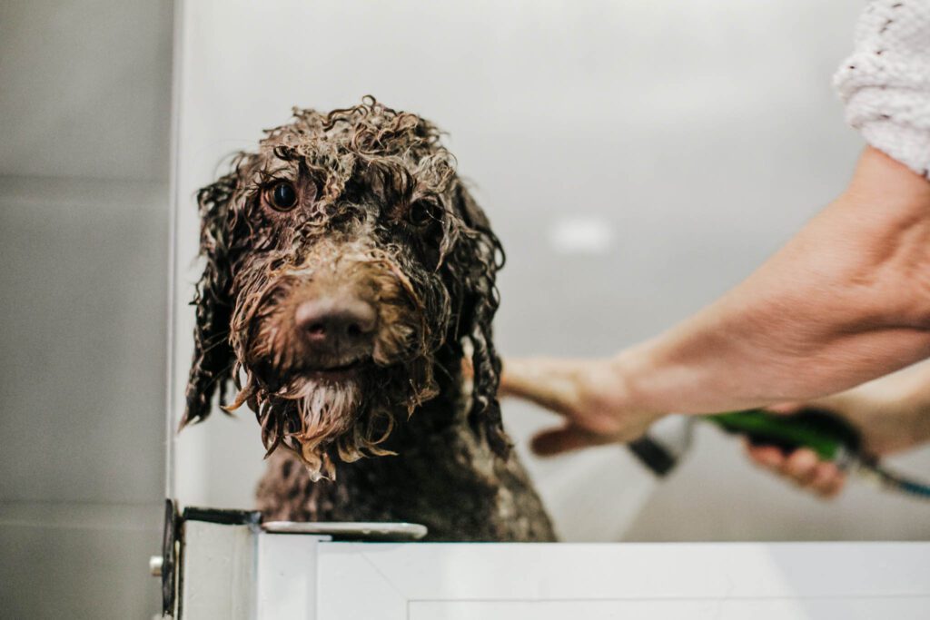 Dog taking a bath at the groomer