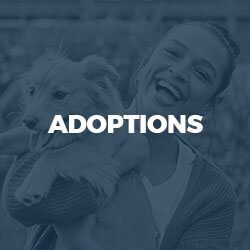 adoptions-2